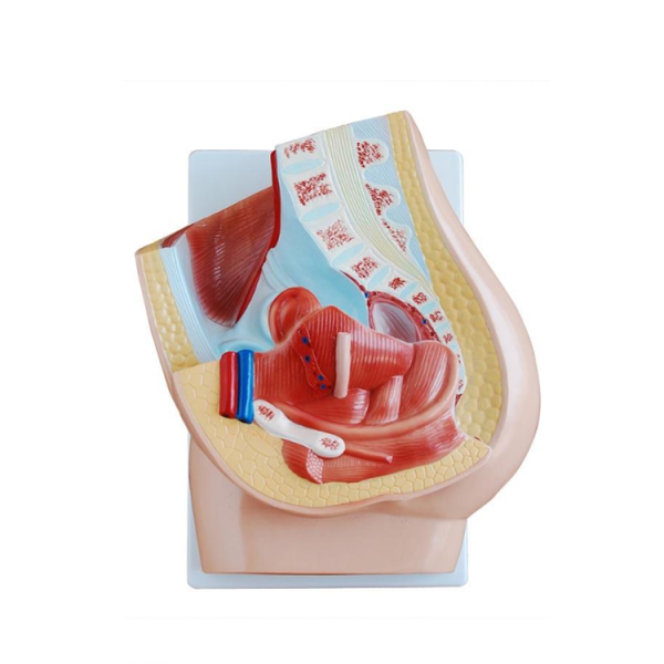 Human Female Pelvis Section (2 Parts)