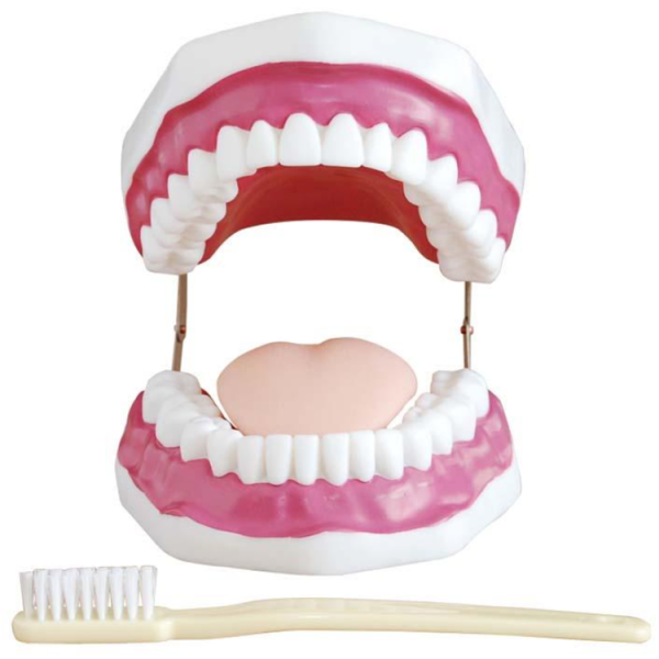 Dental Care Model (28 Teeth)