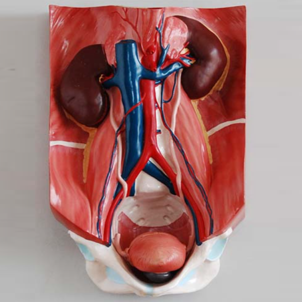 Urinary System Model