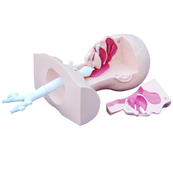 Suction Training Model