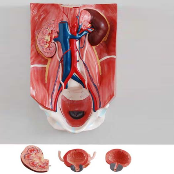 Urinary System Model - Image 2
