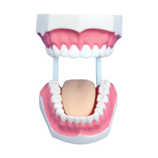 Small Dental Care Model (32teeth)