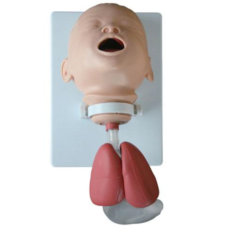 Infant Intubation Training Model