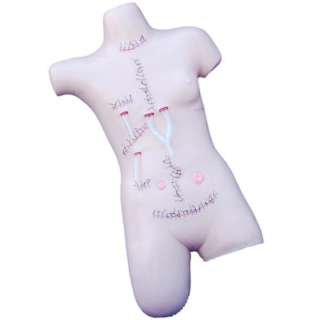 Surgical Suture and Bandaging Model