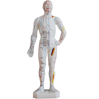 Acupuncture Model 26CM