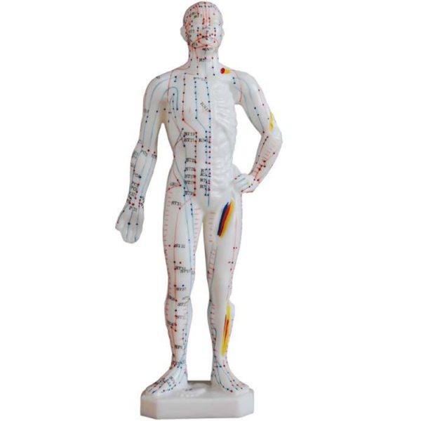 Acupuncture Model 26CM