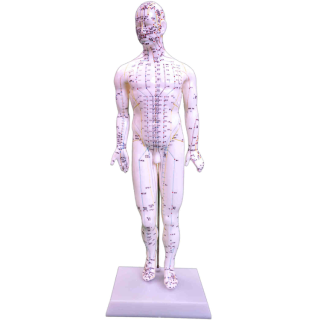 Acupuncture Model 48CM Female