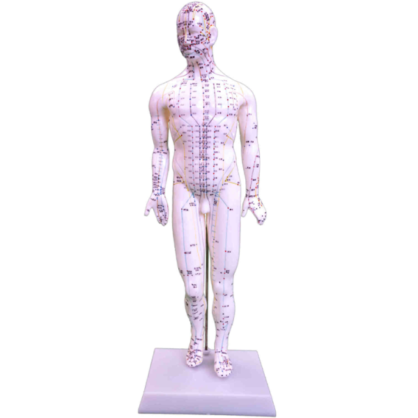 Acupuncture Model 48CM Female