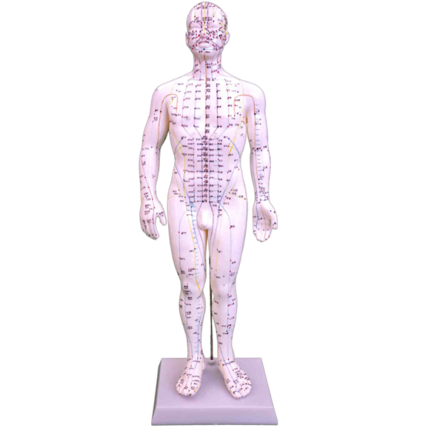 Acupuncture Model 50CM Male
