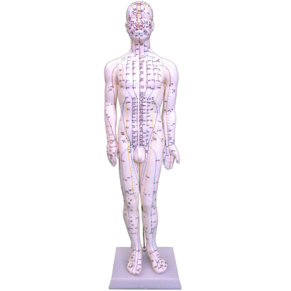 Acupuncture Model 60CM