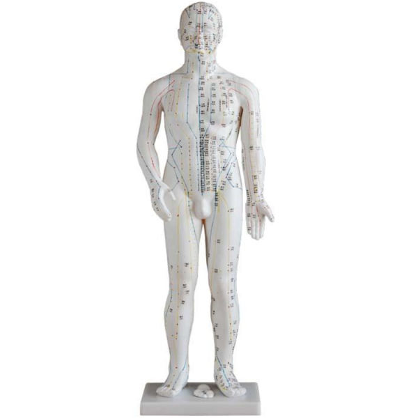 Acupuncture Model 70CM