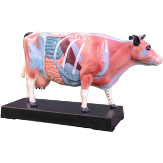Cattle Acupuncture Model