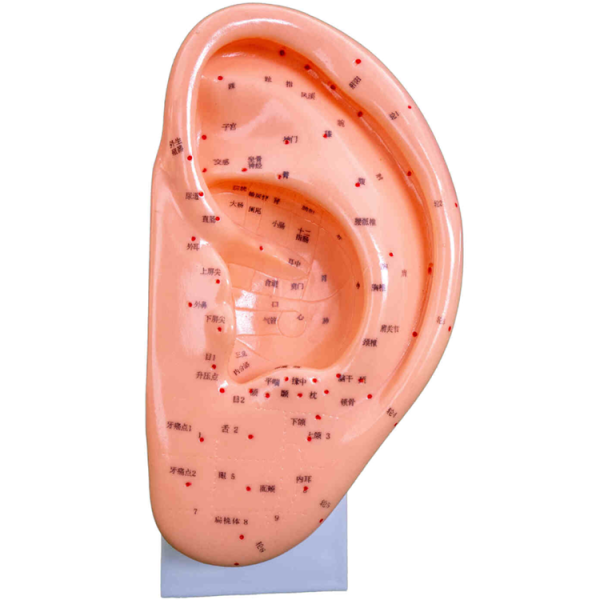 Ear Acupuncture Model 22CM