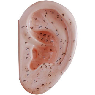 Ear Acupuncture Model 40CM