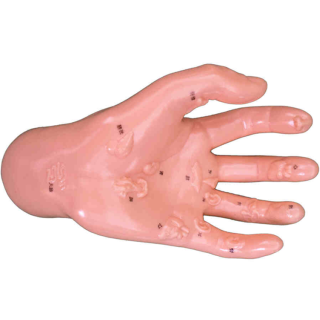 Hand Model Illustrating Organs on the Points
