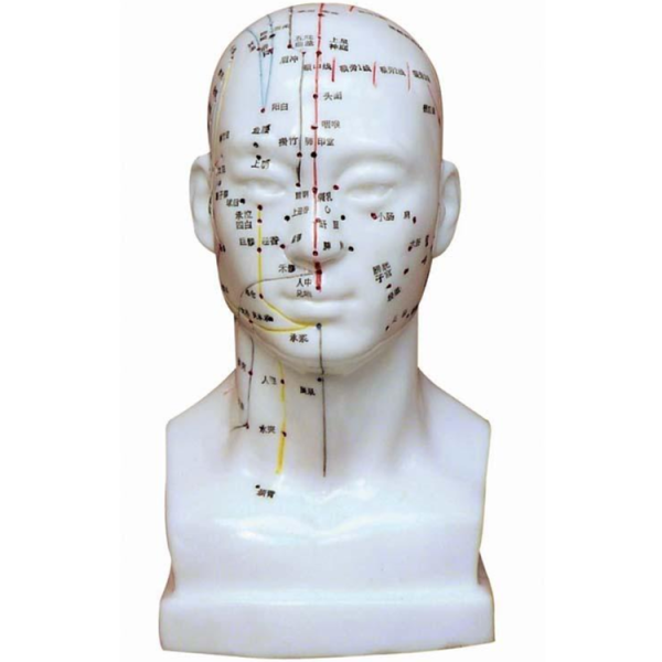 Head Acupuncture Model