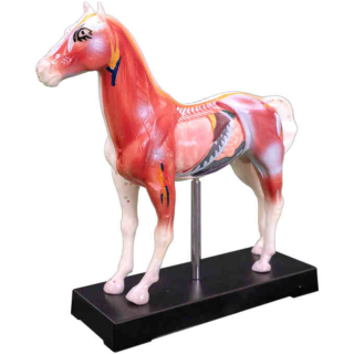Horse Acupuncture Model