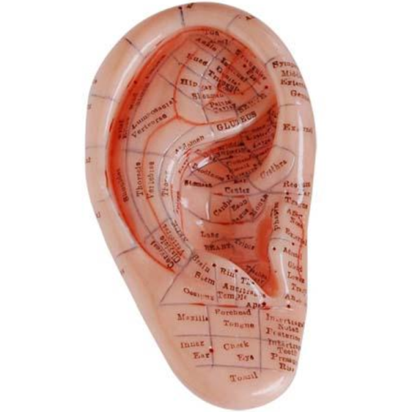 Massage Ear Model 12CM
