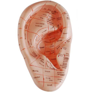 Massage Ear Model 17CM