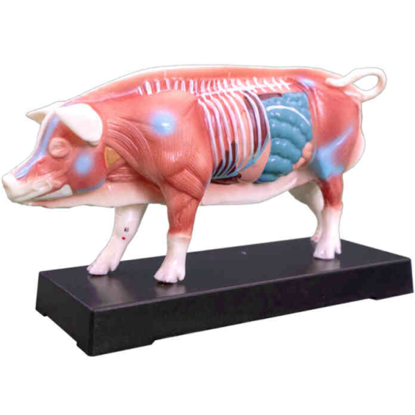 Pig Acupuncture Model